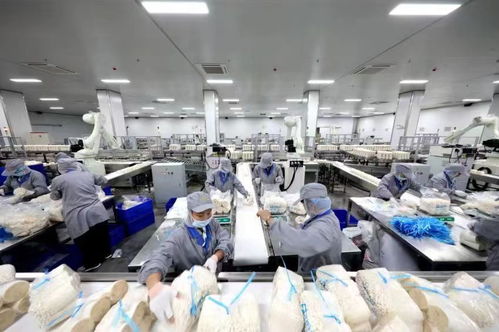 日產金針菇160噸 鄒城小蘑菇撐起群眾致富傘丨高質量發展調研行